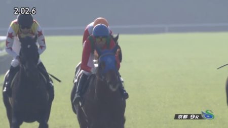 黄菊賞 2018 コスモカレンドゥラ