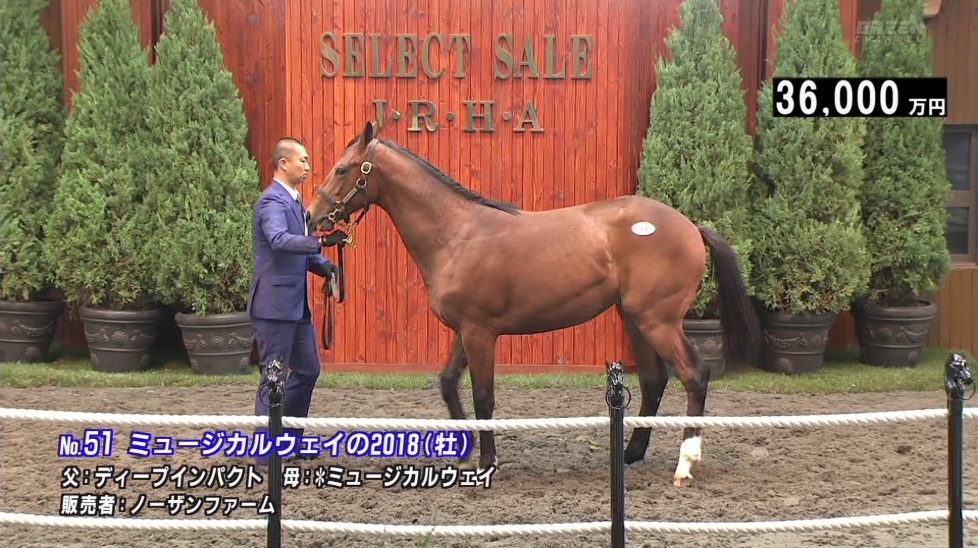 セレクトセール19結果 1歳馬セールではミュージカルウェイの18が3億6000万円が最高価格
