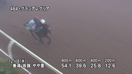 阪神カップ2019 追い切り