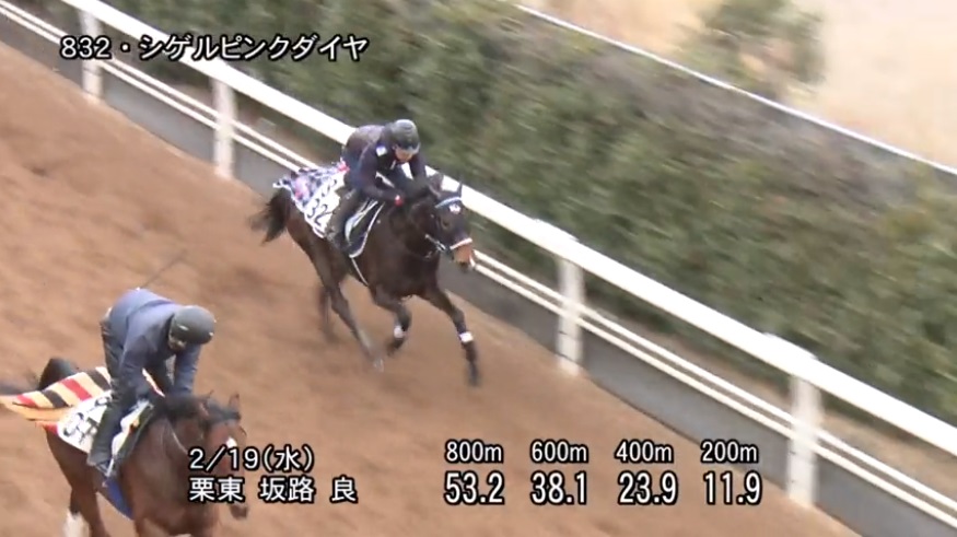 京都牝馬ステークス2020 追い切り