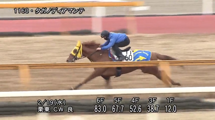 ダイヤモンドステークス2020 追い切り