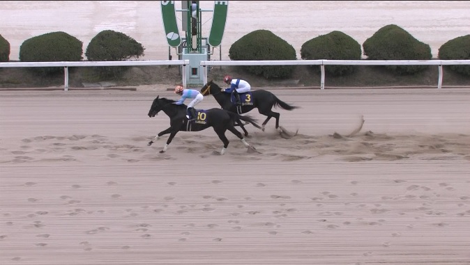 佐賀 競馬 オッズ