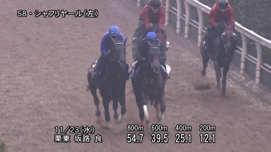 ジャパンカップ2022 追い切り