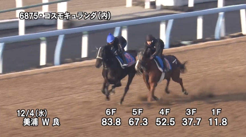 中日新聞杯2024 追い切り
