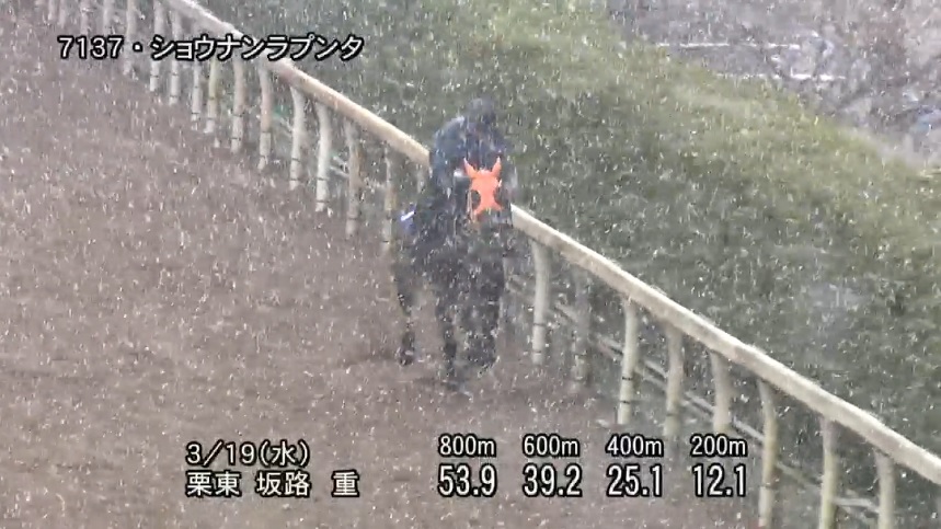 阪神大賞典2025 追い切り