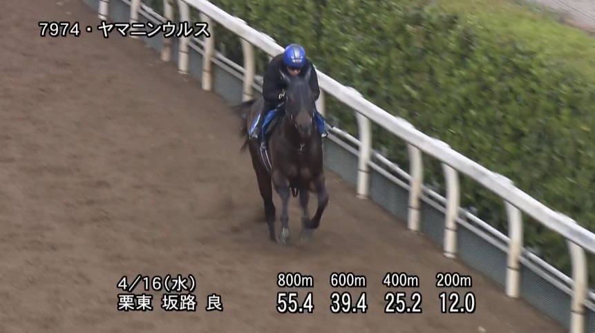 アンタレスステークス2025 追い切り