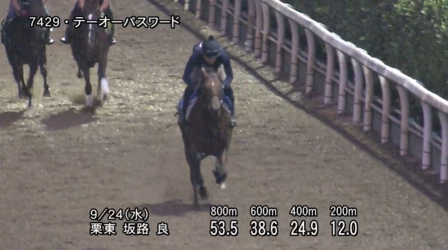 シリウスステークス2025 追い切り