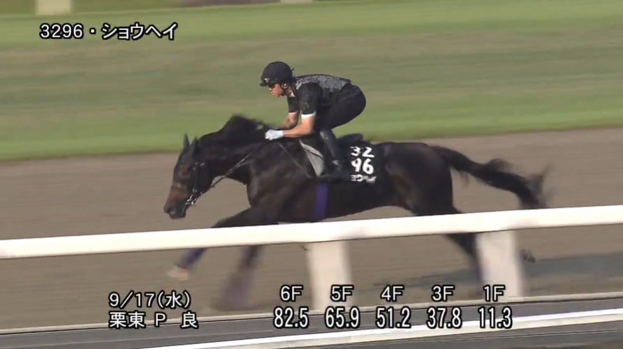 神戸新聞杯2025 追い切り