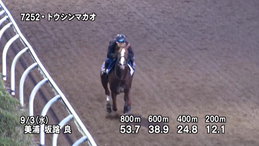 セントウルステークス2025 追い切り