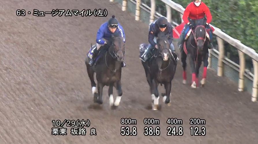 天皇賞秋2025 追い切り