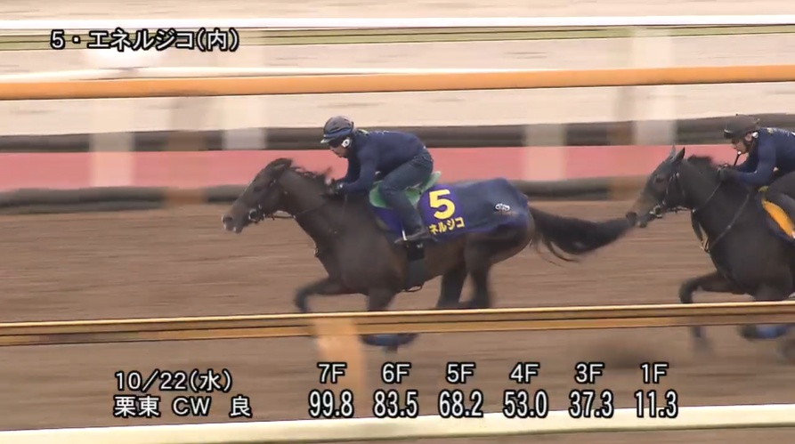 菊花賞2025 追い切り