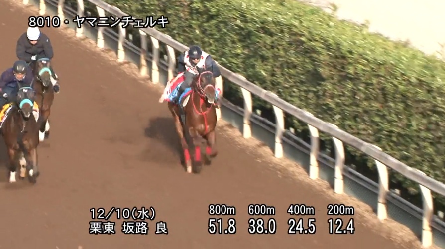 カペラステークス2025 追い切り