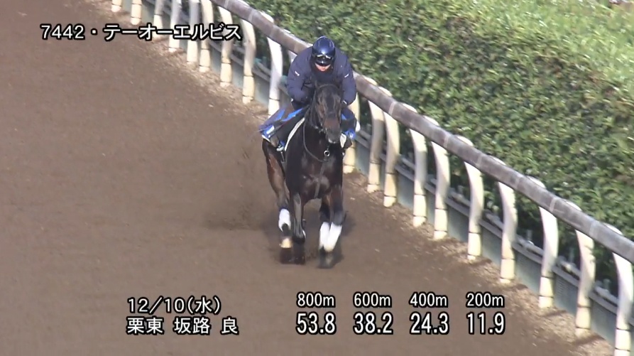 カペラステークス2025 追い切り