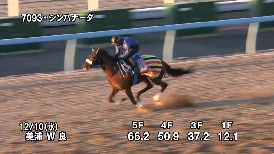 中日新聞杯2025 追い切り