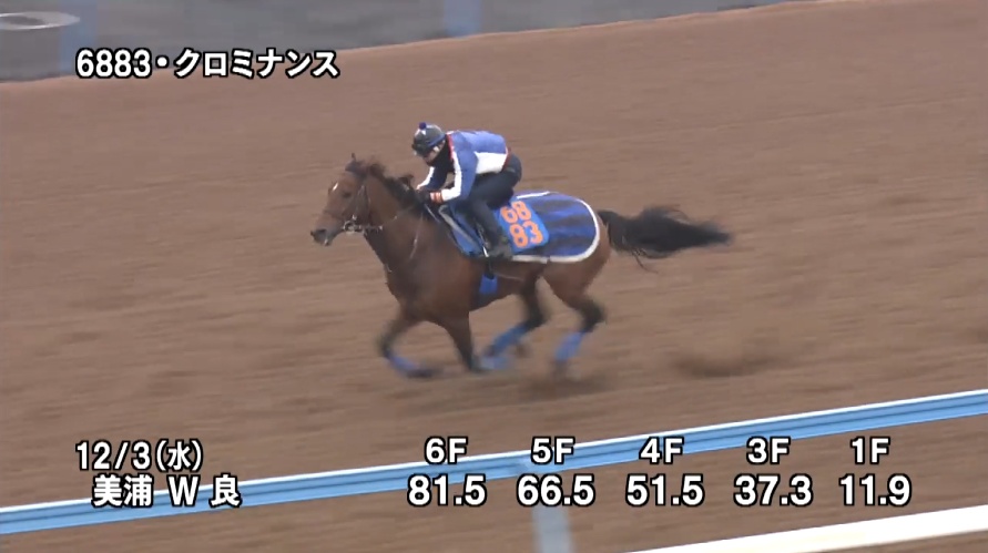 ステイヤーズステークス2025 追い切り