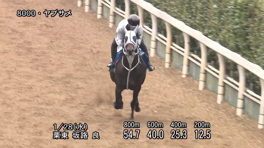 シルクロードステークス2026 追い切り