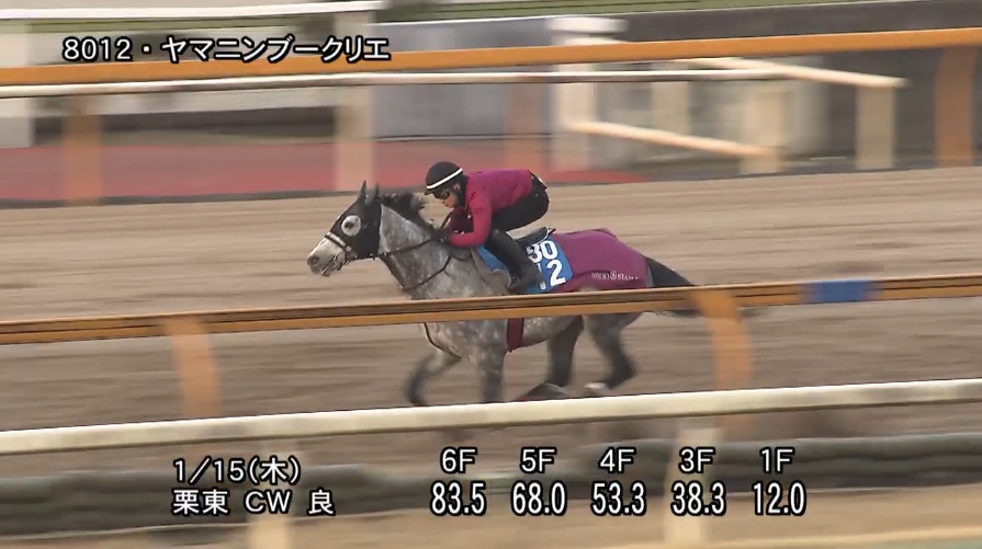 日経新春杯2026 追い切り