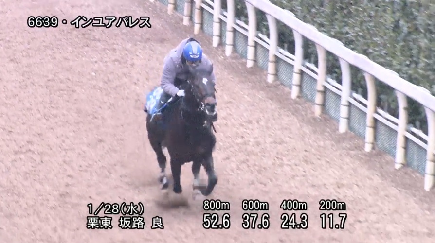 根岸ステークス2026 追い切り