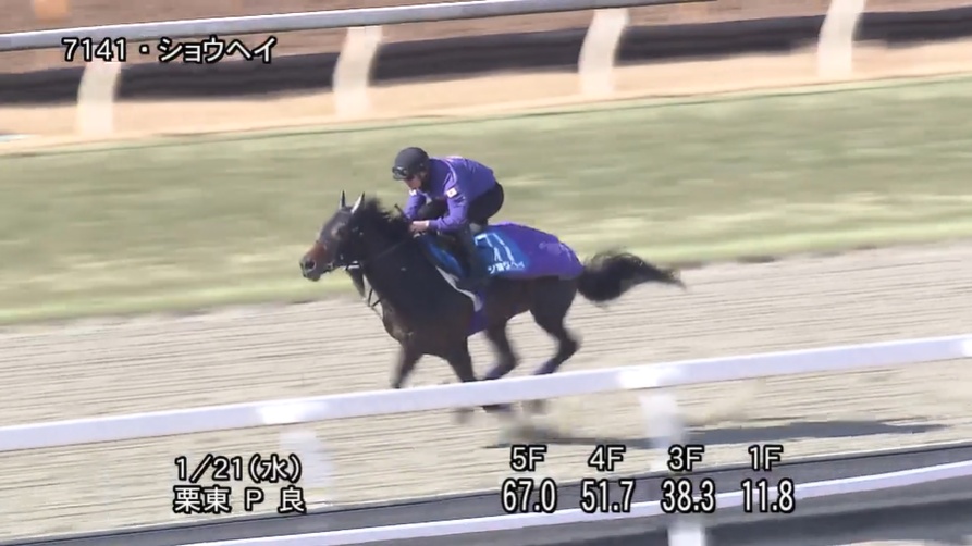 ajcc 2026 追い切り