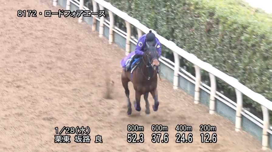 シルクロードステークス2026 追い切り