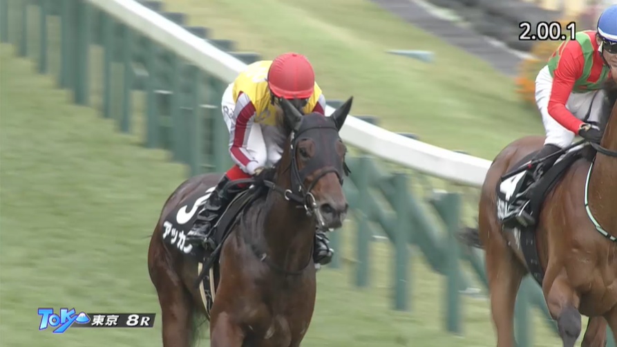 京成杯2026 出走予定馬 アッカン