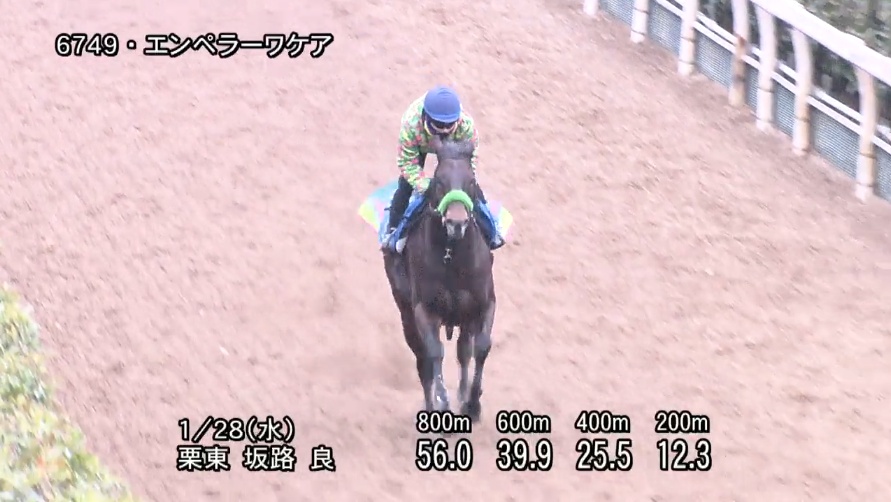 根岸ステークス2026 追い切り