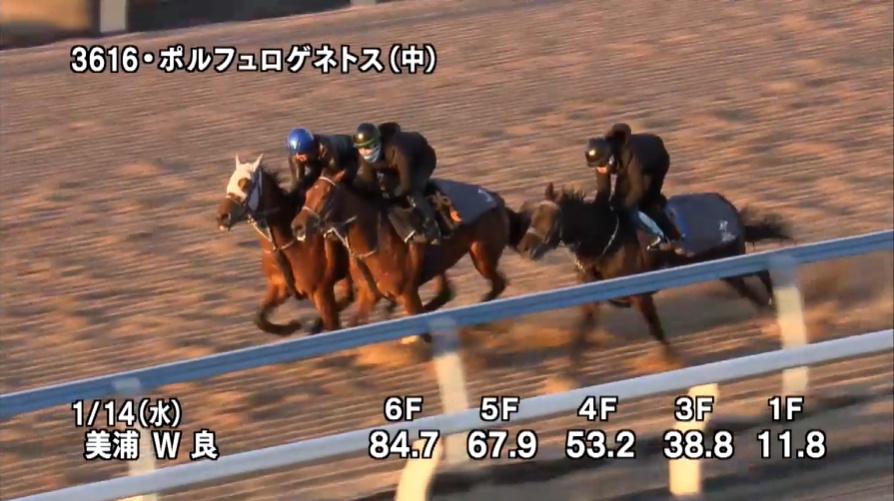 京成杯2026 追い切り