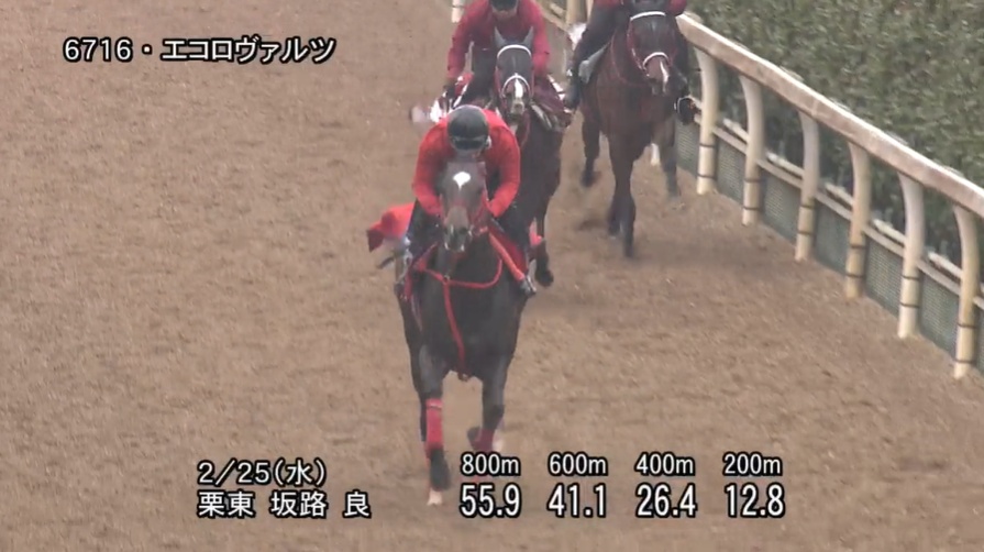 中山記念2026 追い切り