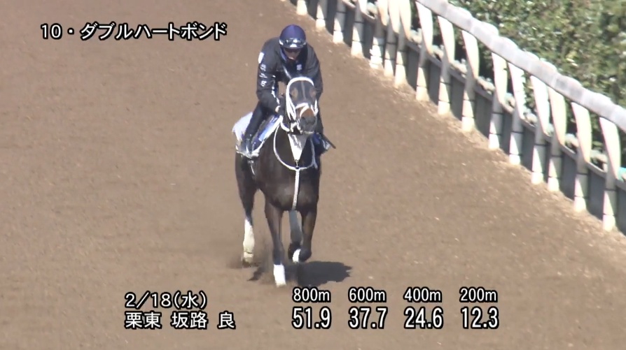 フェブラリーステークス2026 追い切り