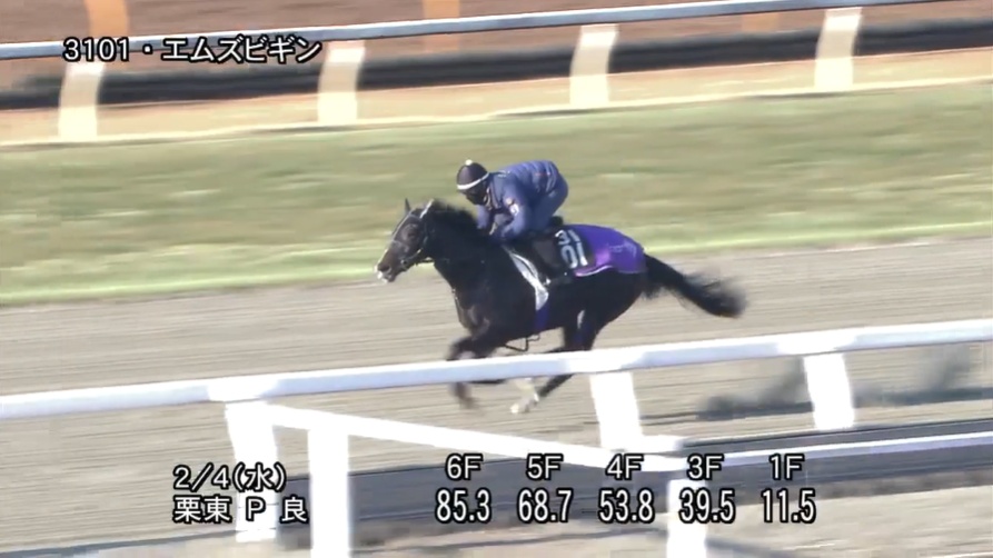 きさらぎ賞2026 追い切り