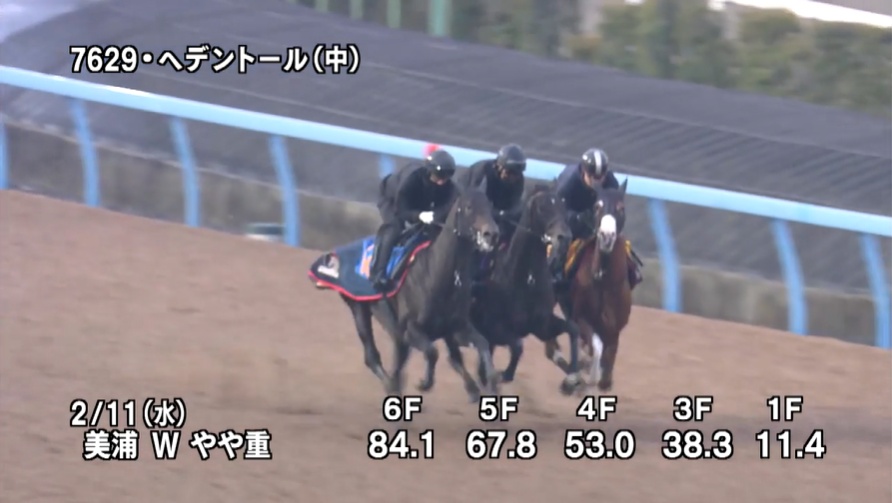 京都記念2026 追い切り