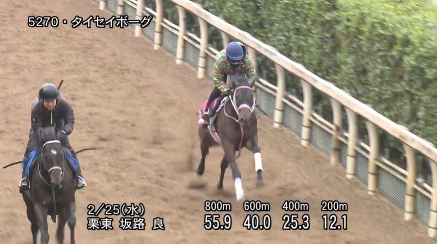 チューリップ賞2026 追い切り