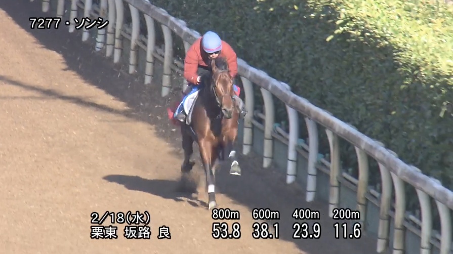 阪急杯2026 追い切り