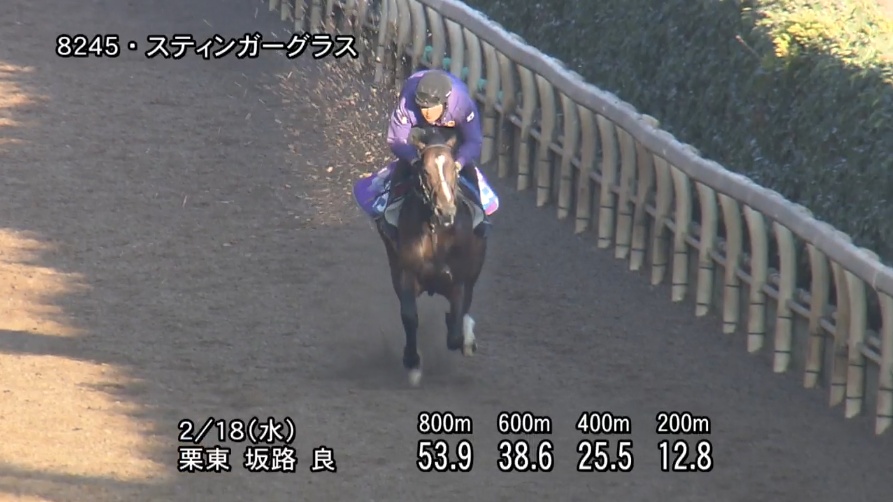 ダイヤモンドステークス2026 追い切り