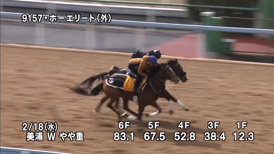 ダイヤモンドステークス2026 追い切り