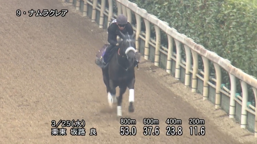 高松宮記念2026 追い切り