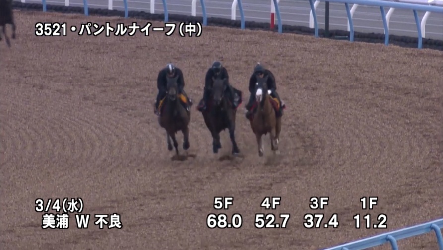 弥生賞2026 追い切り