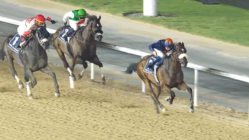 ドバイゴールデンシャヒーン2026 ダークサフロン