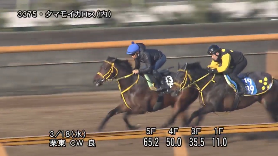 ファルコンステークス2026 追い切り