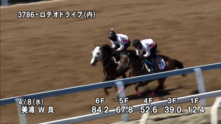 ニュージーランドトロフィー2026 追い切り