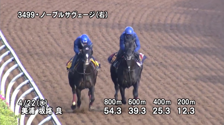 青葉賞2026 追い切り