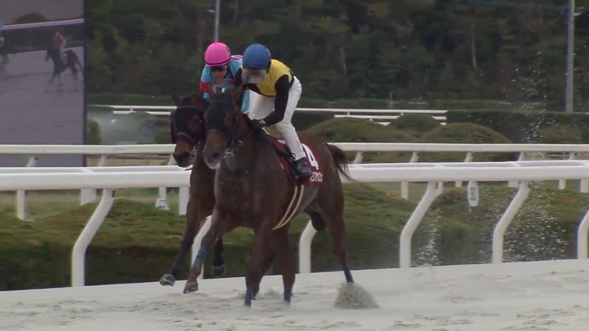 兵庫女王盃2026 メモリアカフェ