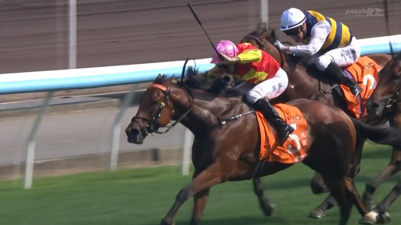 チャンピオンズマイル2026 マイウィッシュ