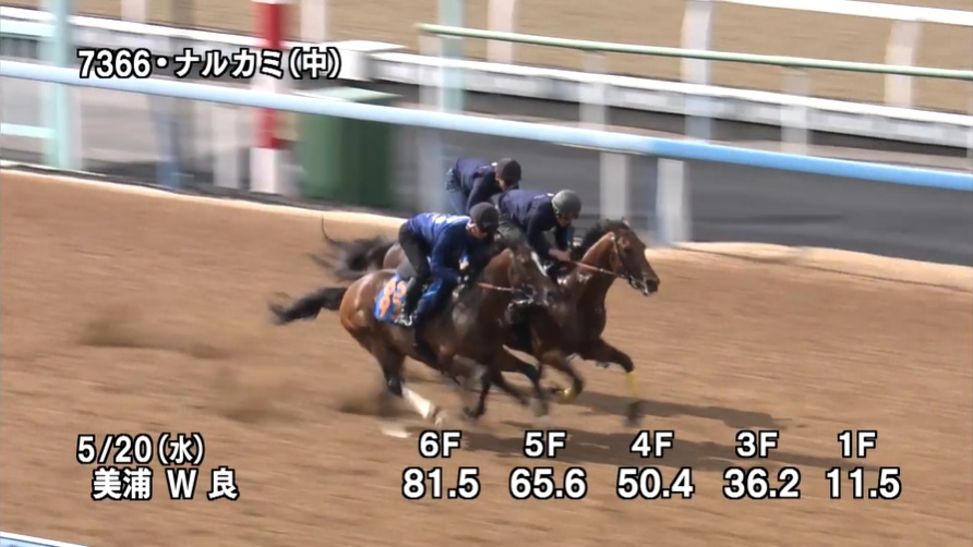 平安ステークス2026 追い切り