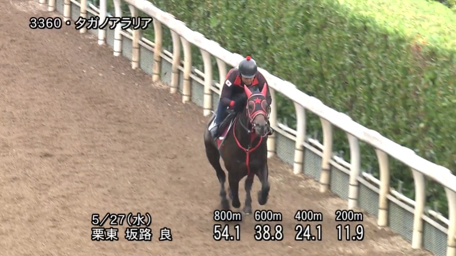 葵ステークス2026 追い切り