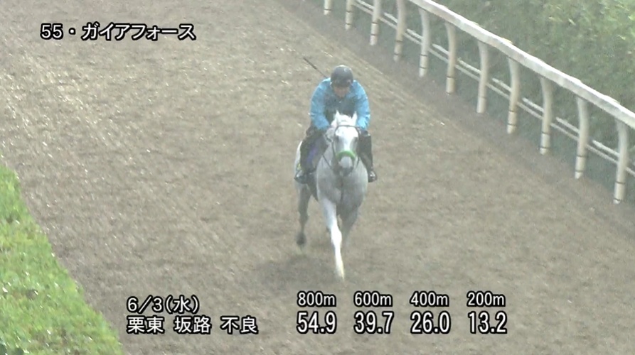 安田記念2026 追い切り