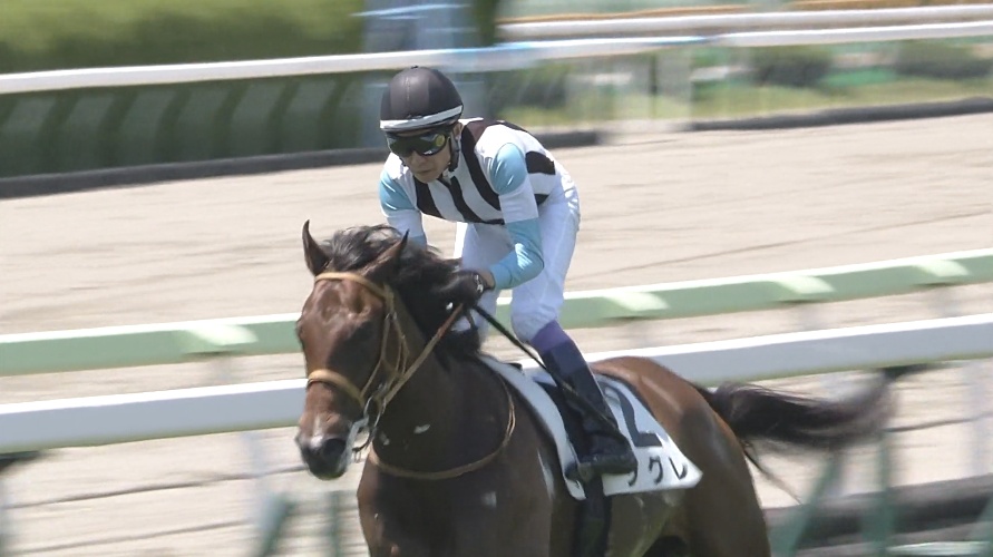 函館2歳ステークス2026出走予定馬 シグレ