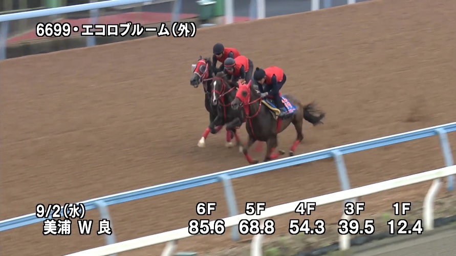 京成杯オータムハンデ2026 追い切り