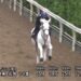 安田記念2023 追い切り